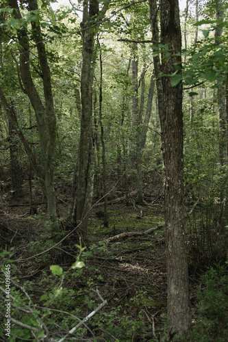 footpath in the woods