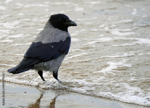 raven on the beach