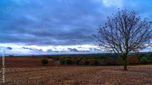 landscape with field and trees, Valensole Provence France