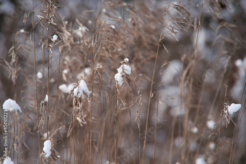 Dürre Gräser im Winter mit Schnee bedeckt, Stillleben