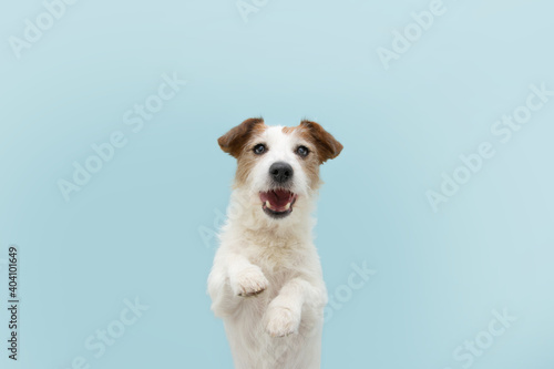 Fototapeta Naklejka Na Ścianę i Meble -  Funny happy jack russell dog standing two legs. Isolated on blue colored background.