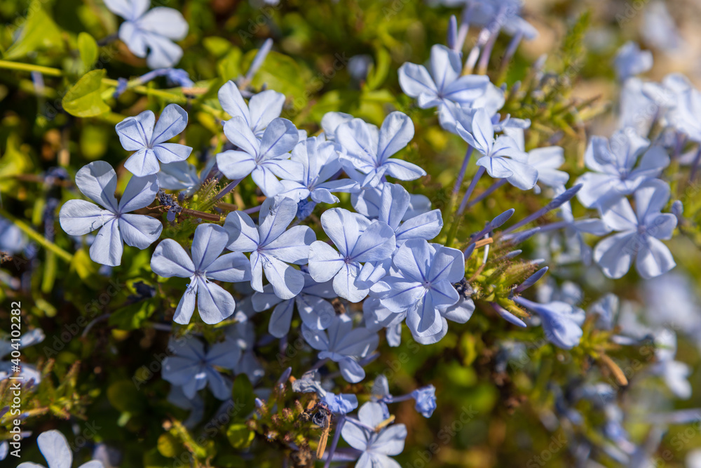 Tree branch with blue small flowers. Folegandros Island, Greece. Tree branch with blue small flowers. Folegandros Island, Greece.