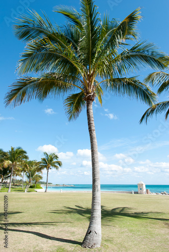 Grand Bahama Island Lucaya Beach Palm Tree