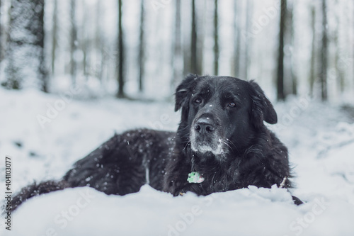 Old black Labrador dog portrait lying on the hill in winter snow forest