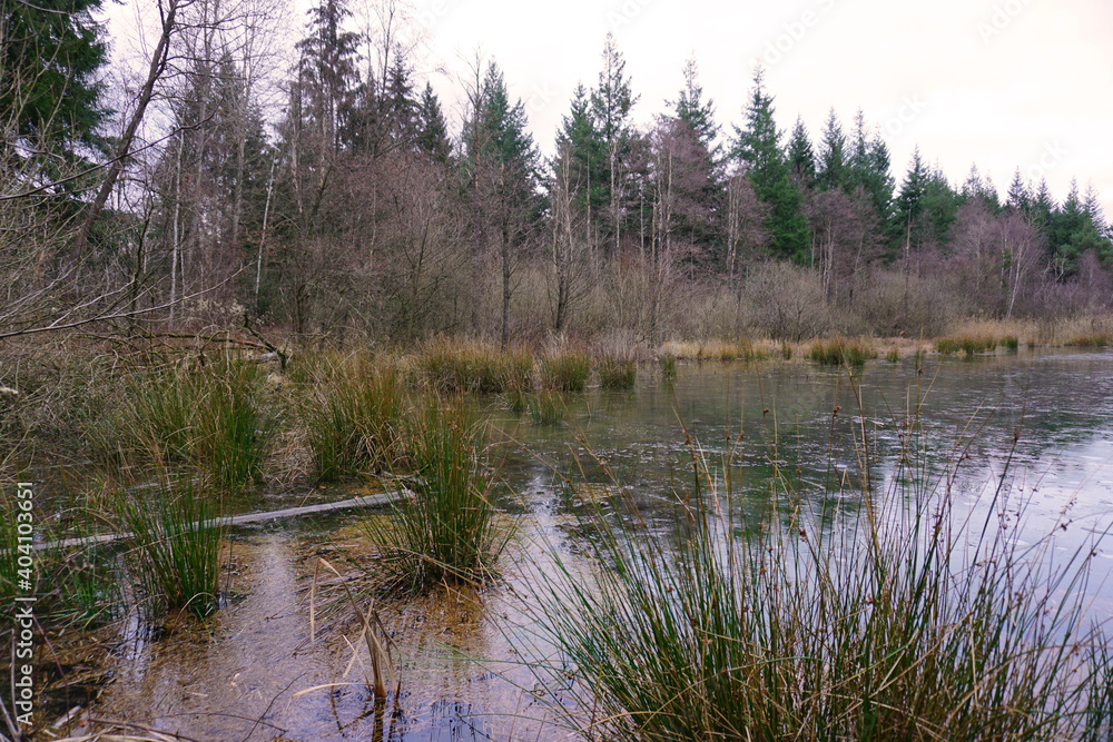 Ein kleiner Teich in der Nähe von Duingen in Niedersachsen im Winter