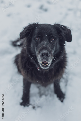 Close portrait of old black Labrador shepherd dog sitting in winter snow forest