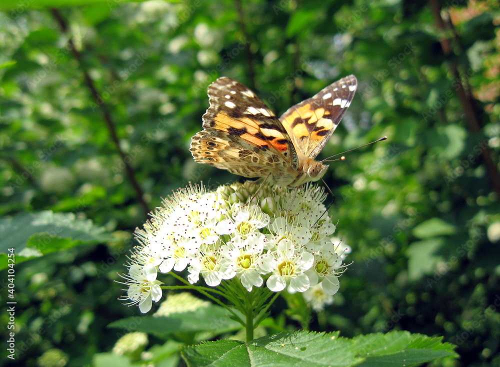 Butterfly on a white flower on a background of green leaves Butterfly on a white flower on a background of green leaves