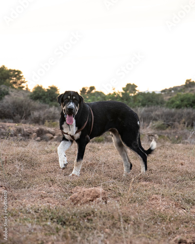 Big dog, spanish mastiff