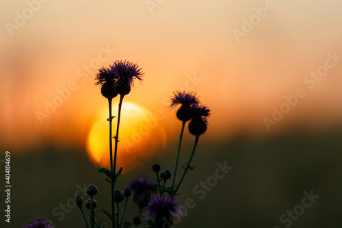 silhouette of thistle flowers against the sun  shallow depth