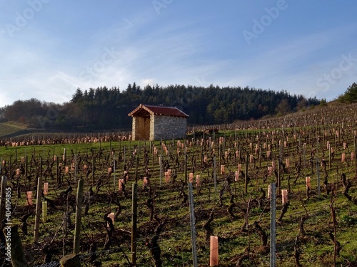 Vignoble Bourguignon à Mercurey. photo