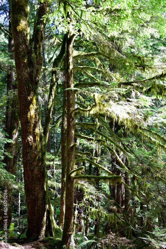 Fototapeta premium Mystical View of the Rain Forest, Alice Lake Provincial Park, Squamish, North of Vancouver, British Columbia, Canada.