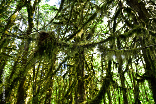 Mystical View of the Rain Forest, Alice Lake Provincial Park, Squamish, North of Vancouver, British Columbia, Canada. photo