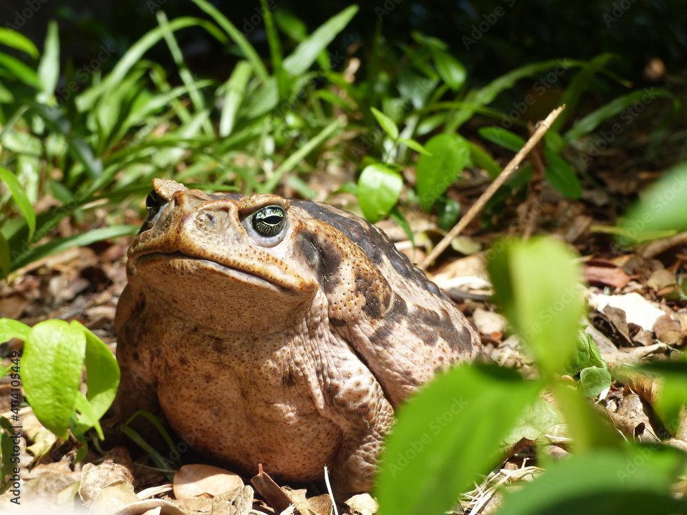 Rhinella marina, Cane toad, big frog from Brazil. Amphibian in the ...