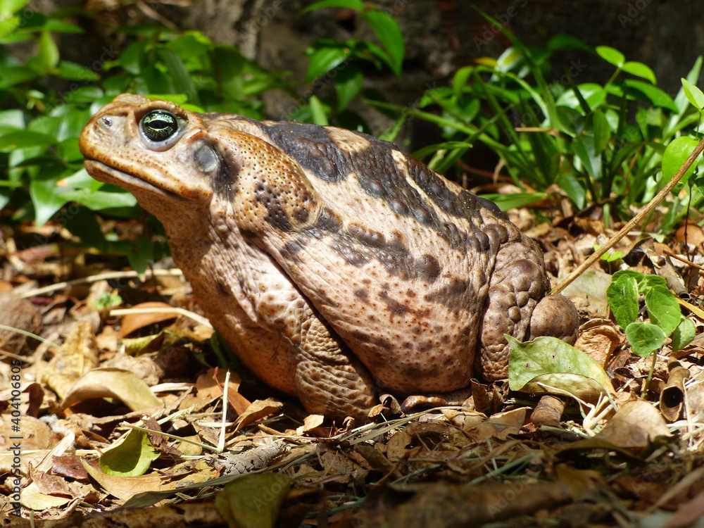 Rhinella marina, Cane toad, big frog from Brazil. Amphibian in the natural habitat. Rainforest animal. Rhinella marina, Cane toad, big frog from Brazil. Amphibian in the natural habitat. Rainforest animal.