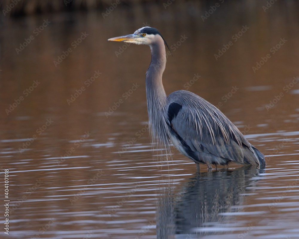 Naklejka premium Great blue heron in beautiful sunset light, seen in a North California marsh