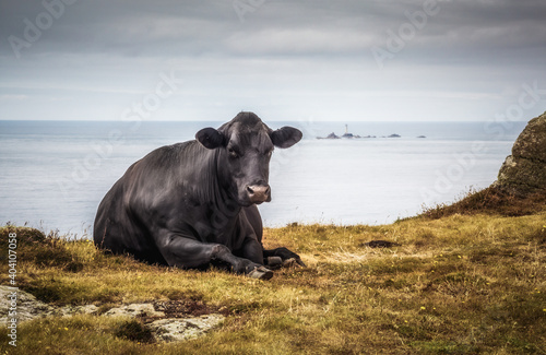 Cows near the coast at lands end cornwall England uk  © pbnash1964