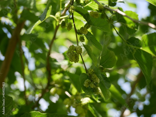 Matured berries of white mulberry among the green foliage on a branch on a sunny summer day. The white mulberry crop is ready for harvest. Harvest vegetarian food that contains a lot of vitamins.