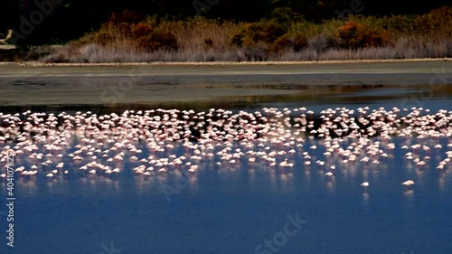 Flying and walking Flamingo on Larnaca lake Cyprus. Thousand flamingo