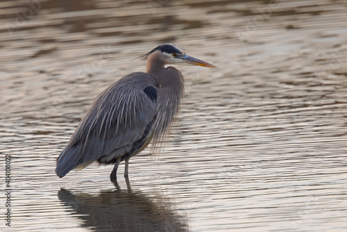 Fotografie Great blue heron in beautiful sunset light, seen in a North California marsh