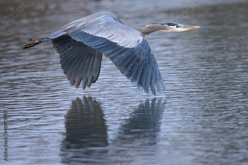 Fotografie Close view of a blue heron flying, seen in a North California