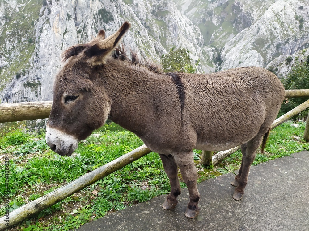Fototapeta premium Donkey animal standing on the mountain road