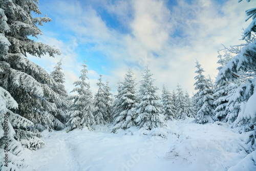 schneebedeckte Bäume im Winterwald