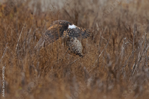 Extremely close view of a female hen harrier with a prey in her talons, seen in the wild in North California © ranchorunner