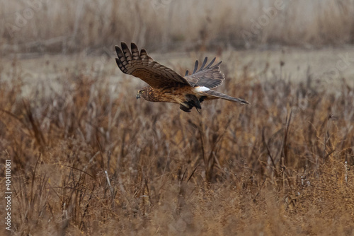 Extremely close view of a female hen harrier with a prey in her talons, seen in the wild in North California