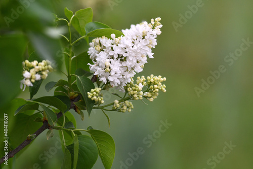 White lilac blossom close-up in spring with copy space. Selective focus.