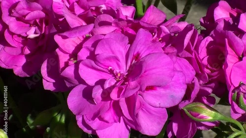 Pinke Pelargonien in Nahaufnahme bewegen sich im Wind photo