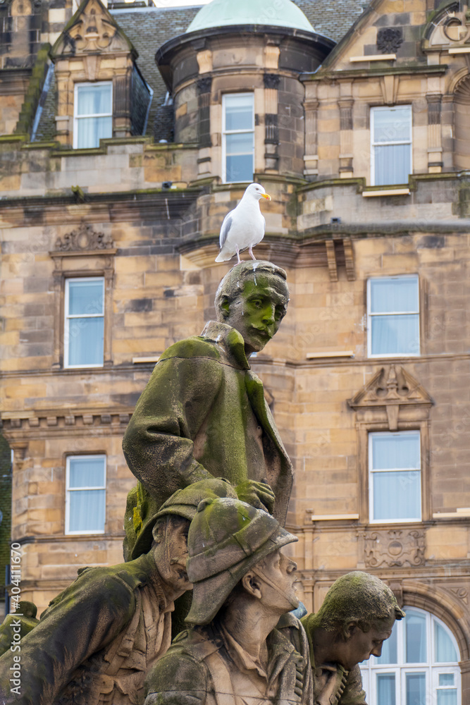 Möwe sitzt auf dem Kriegerdenkmal, an der Nordbrücke in Edinburgh Möwe sitzt auf dem Kriegerdenkmal, an der Nordbrücke in Edinburgh