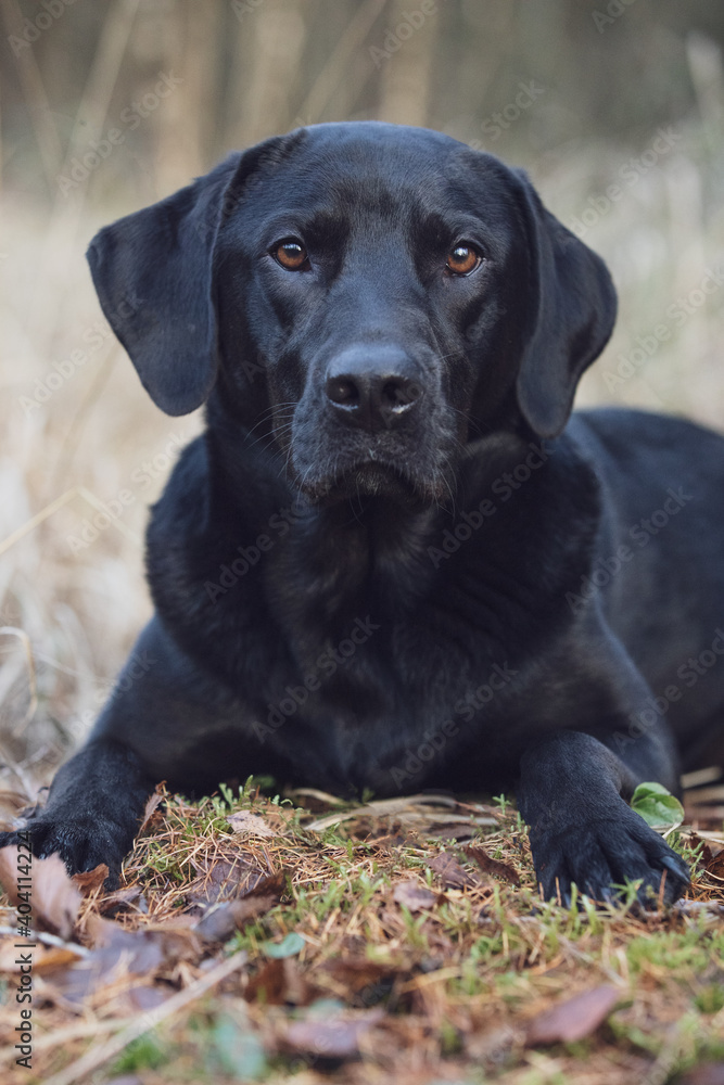 Close portrait of black labrador mix dog laying on the grass in autumn forest