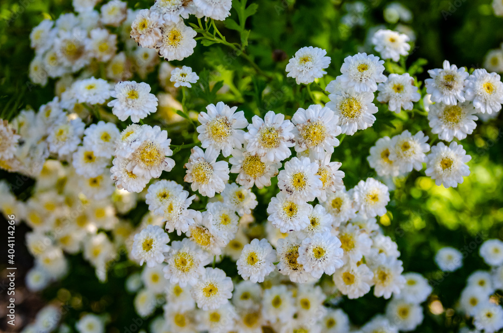 white flowers in the garden white flowers in the garden