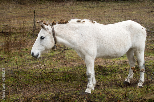 White wet mule with burdocks on the mane and human hand