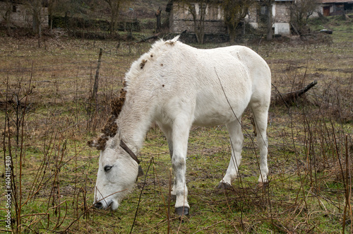 White wet mule with burdocks on the mane and human hand