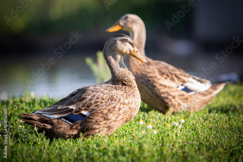 Two wild ducks quacks on green grass. High quality photo
