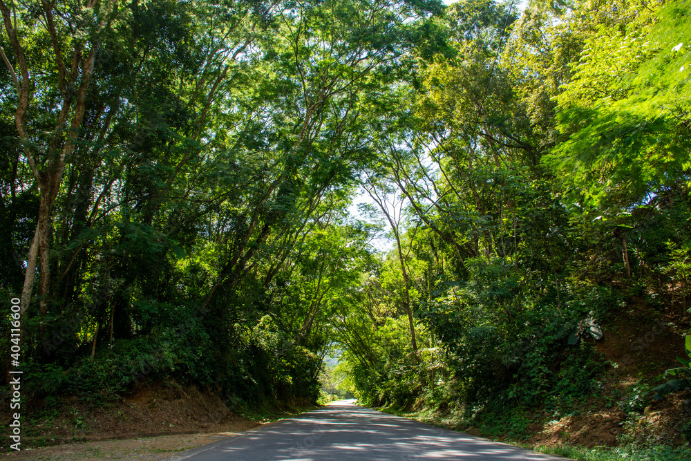 Obraz premium carretera, bosque, árbol, naturaleza, verde, árbol, paisaje, asfaltar, otoñal, viajando, campestre, camino, aparcar, campesina, autopista, curva, escénico, transportación, campo, caer, madera, camino