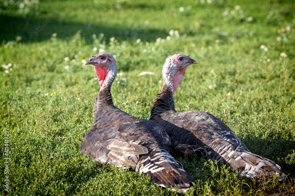 Two turkeys lie on the green grass. High quality photo Two turkeys lie on the green grass. High quality photo