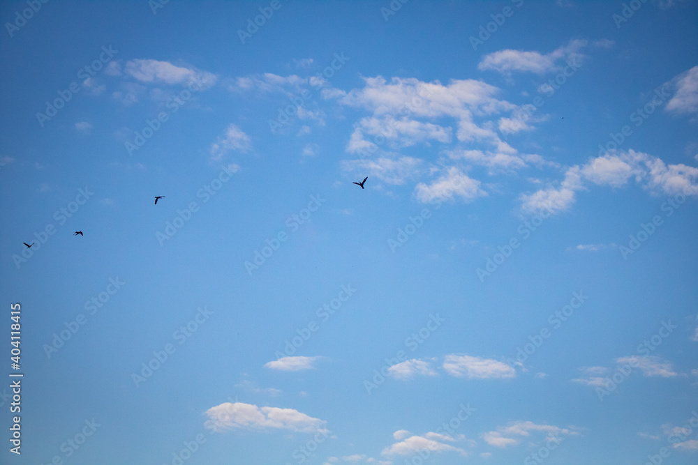 Birds flying in a beautiful sky