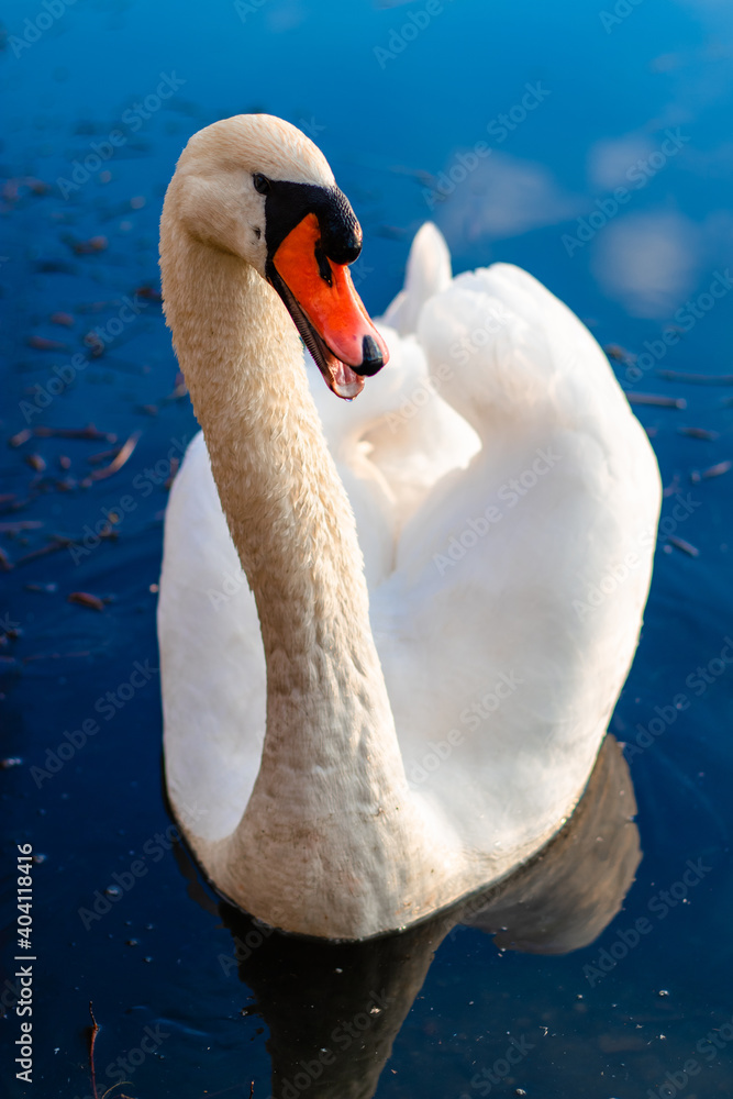 Fototapeta premium swan on the lake