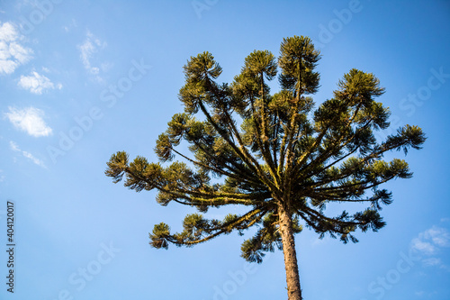 Several beautiful trees seen over the roof and highlighted an araucaria native of parana, Brazil