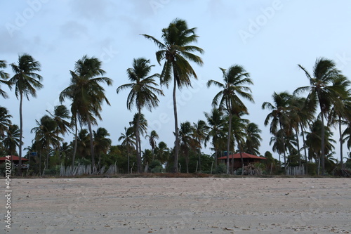 some palm trees and the sand of the sea 