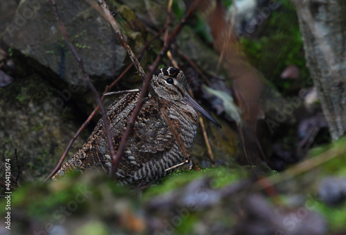 Eurasian woodcock // Waldschnepfe (Scolopax rusticola) photo