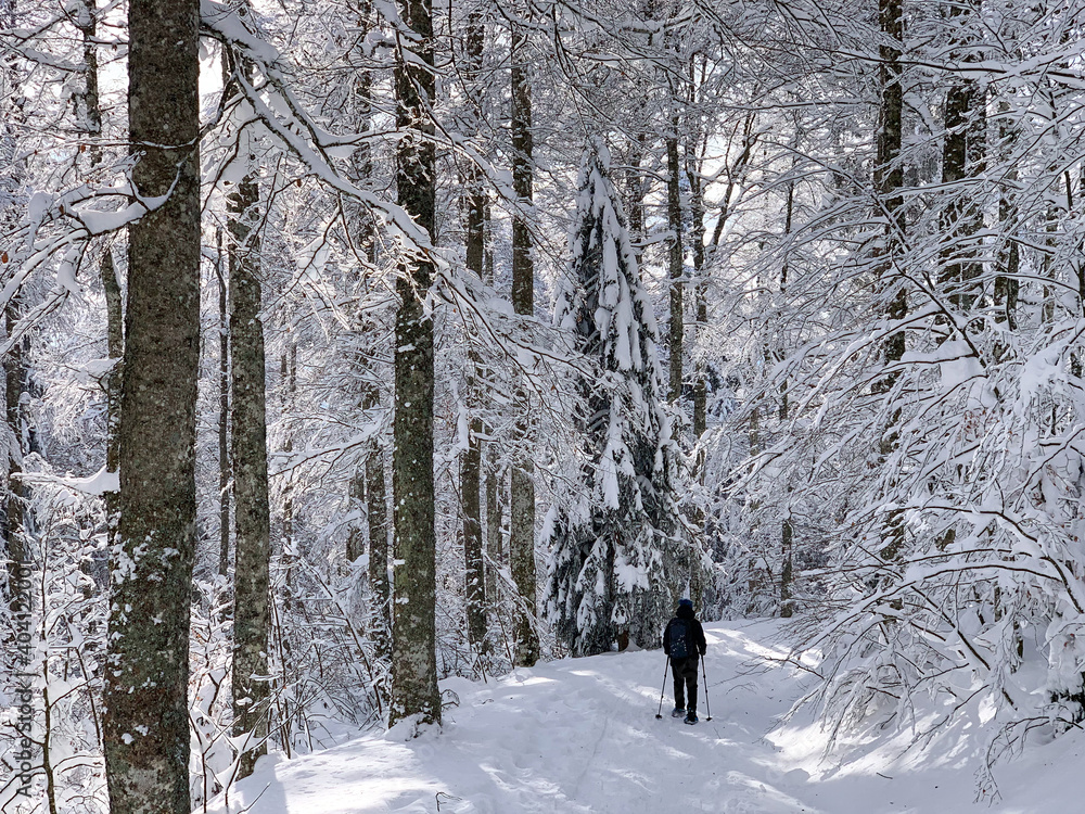 Winter im Schwarzwald am Herzogenhorn Winter im Schwarzwald am Herzogenhorn