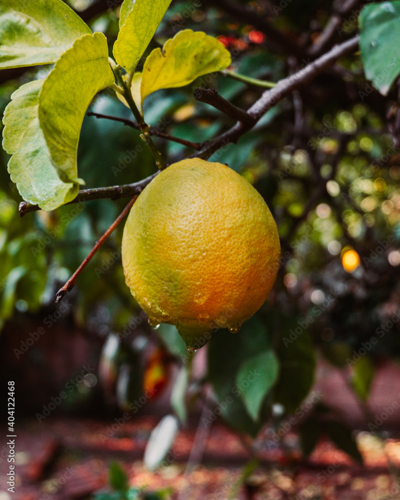 A wet lemon fruit hanging from a tree A wet lemon fruit hanging from a tree