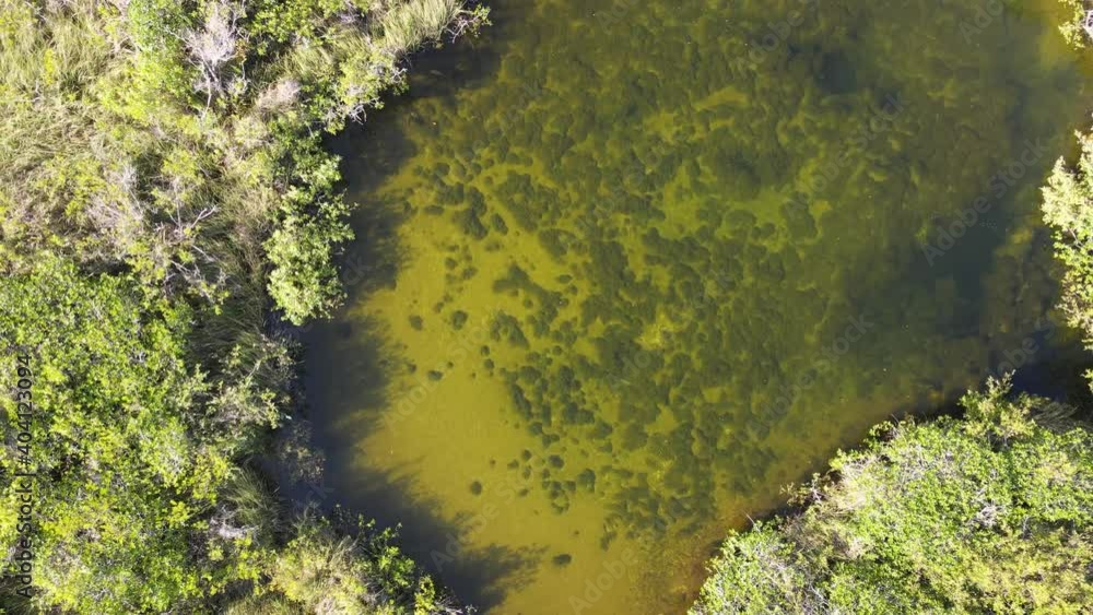 Aerial view of cenotes fresh water natural open caves in Mexican jungle at daylight Aerial view of cenotes fresh water natural open caves in Mexican jungle at daylight