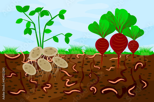 Ground cutaway with earthworms and vegetable. Earthworms in garden soil. Air and water passage in the soil created by earthworms. Plant vegetable fresh in compost food layer of soil with worm. Vector