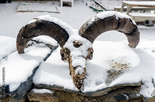 Himalayan blue sheep skull covered with snow in Manang, Annapurna Circuit, Nepal photo