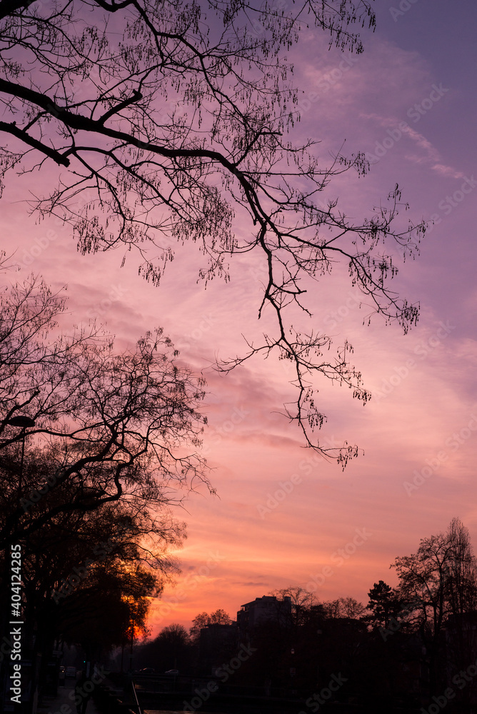Closeup of trees silhouettes on pink sunset background