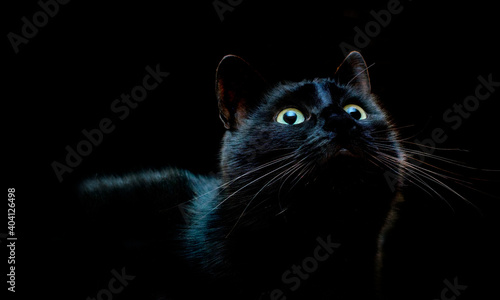 Fototapeta Naklejka Na Ścianę i Meble -  black cat, closeup, muzzle